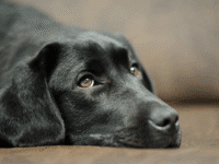 Cannabis pet poisoning on the rise