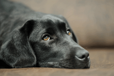 Cannabis pet poisoning on the rise