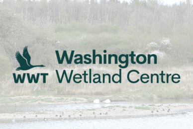 Manager stole £20k from wildlife charity to fund gambling habit