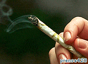 Public misjudge health risk of smoking cannabis
