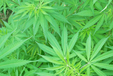 ‘Cannabis is a gateway drug’, says Australian Health Minister