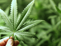 Cannabis ‘devastating whole communities’ in Colorado
