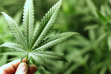 Medical cannabis given green light in Ireland despite safety fears
