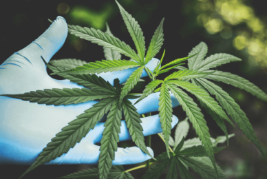 Pro-cannabis prof: ‘I’ve changed my mind on legalisation’