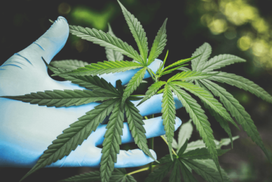 Mental health nurse: ‘Legalising cannabis endorses unsafe drug’