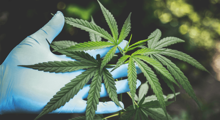 Cannabis