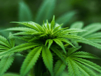 Legalising cannabis ‘no liberation at all’