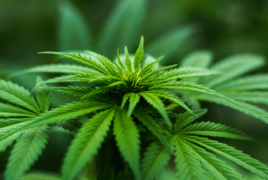 Cannabis behind drug driving rise