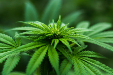 Stopping drugs at the source: 90% decrease in cannabis sent from Thailand