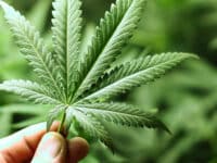 Cannabis-related hospital admissions reach all-time high in Scotland