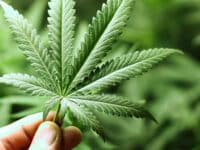 US states back decriminalisation of cannabis