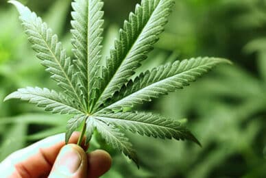Cannabis-related hospital admissions reach all-time high in Scotland