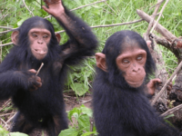 Chimpanzees don’t have human rights, US court rules
