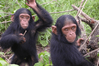 Chimpanzees don’t have human rights, US court rules