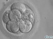 Embryos genetically modified in controversial world first