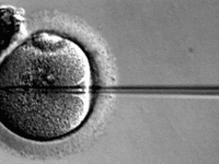 Scientists back longer experimentation on unborn babies