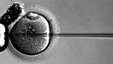 Embryo with needle