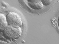 Time limits on embryo experimentation abandoned