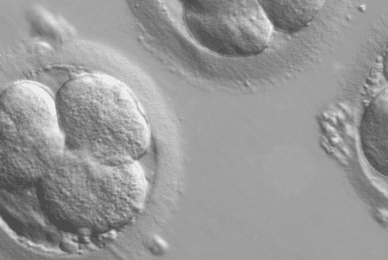 Time limits on embryo experimentation abandoned