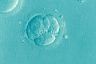 Alabama Supreme Court: ‘Embryos are legally children’