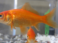 BBC accused of advocating goldfish rights but not the unborn