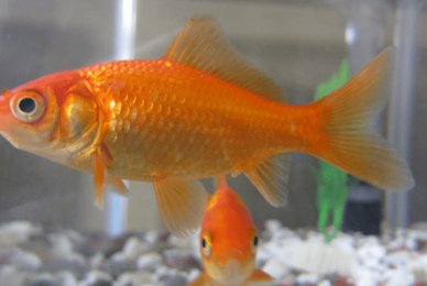 BBC accused of advocating goldfish rights but not the unborn
