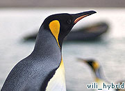 Penguins lonely not gay, say scientists