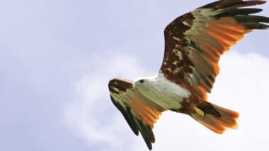 Red Kite flying with wings spread